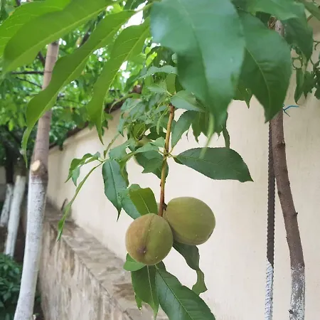 بيت ضيافة Green Place *