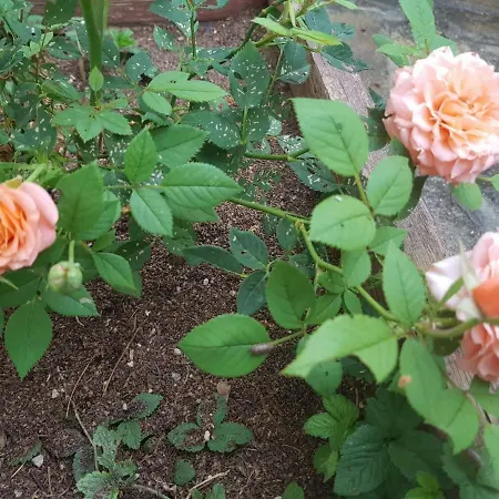 Green Place بيت ضيافة