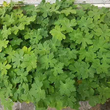 Green Place * بلوفديف